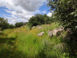 Flora del Cerro Masatrigo